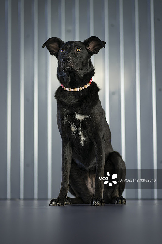 办公室小狗Millie，黑色小狗靠墙坐着，捷克图片素材