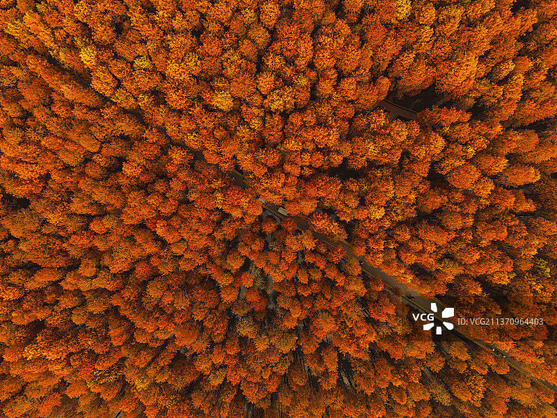 杉树林图片素材