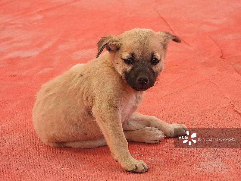 坐在红色地板上的小狗肖像图片素材