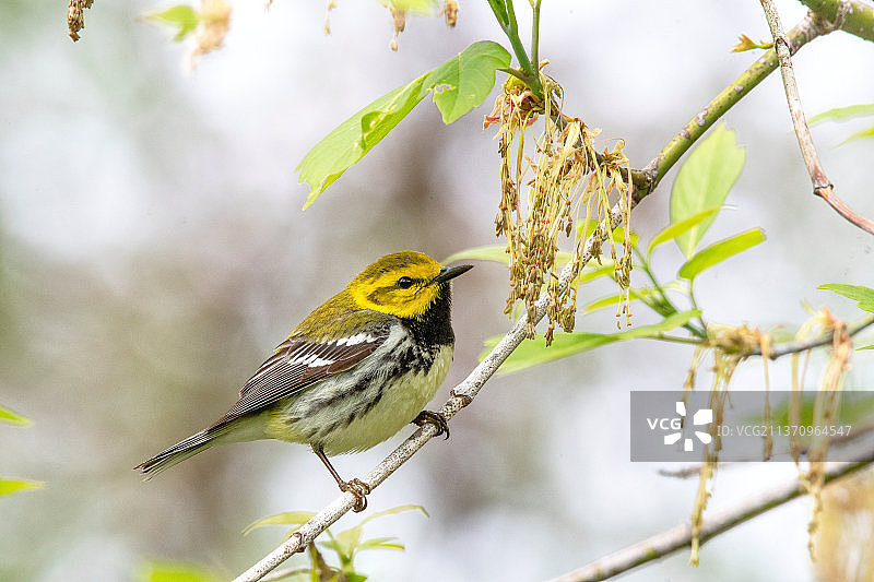 黑喉绿莺近距离，栖息在树上，美国蒙特罗斯角鸟类保护区图片素材