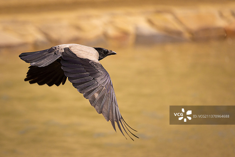 乌鸦，老鹰飞越海面的特写图片素材