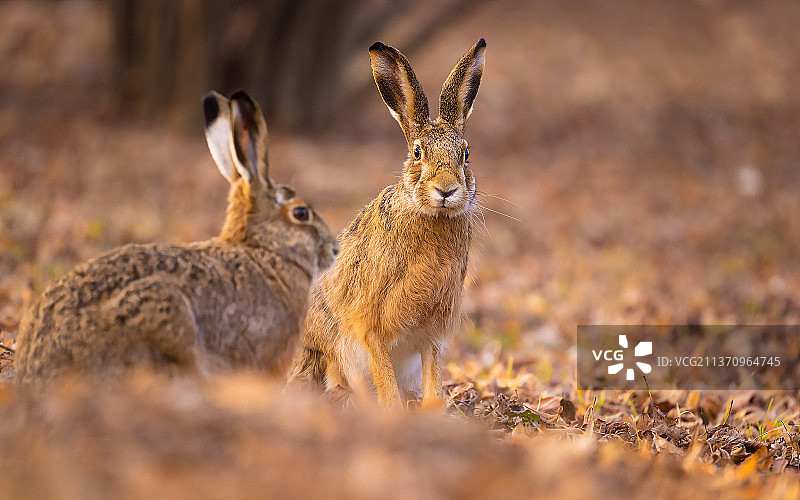 田野上的两只鹿图片素材