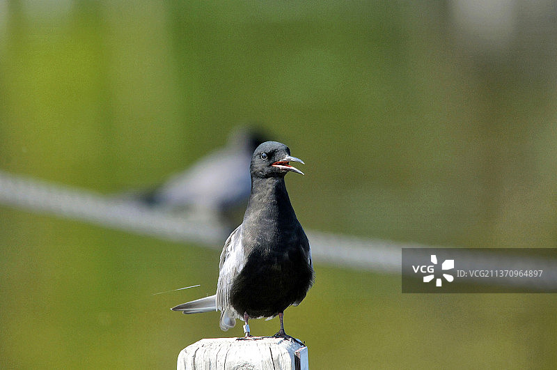 黑燕鸥栖息在木头上，近景，美国威斯康星州霍里孔沼泽图片素材