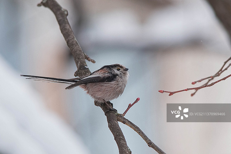 长尾山雀栖息在树枝上（索非亚，保加利亚）图片素材