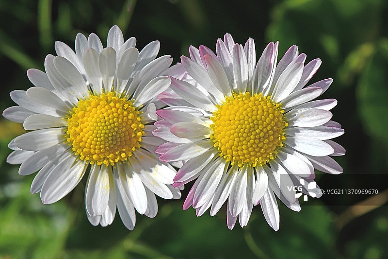 小白雏菊特写图片素材