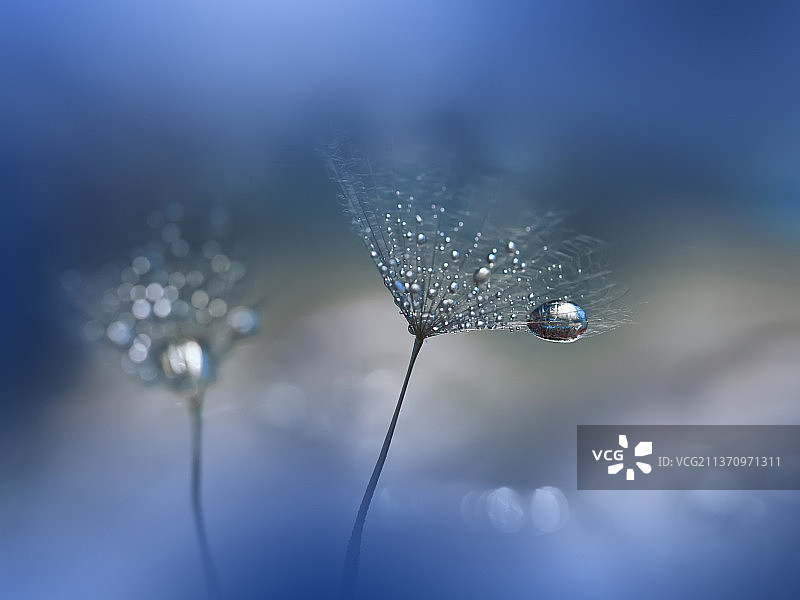 星光华尔兹：植物上的水滴特写图片素材