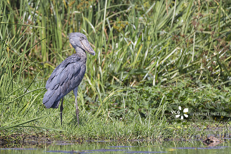 乌干达恩托罗科湖边栖息的苍鹭特写图片素材