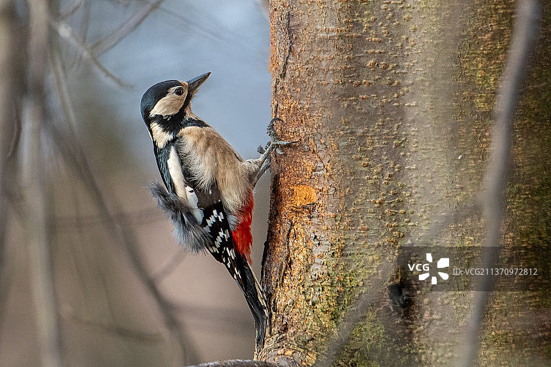 大斑啄木鸟特写，波兰图片素材