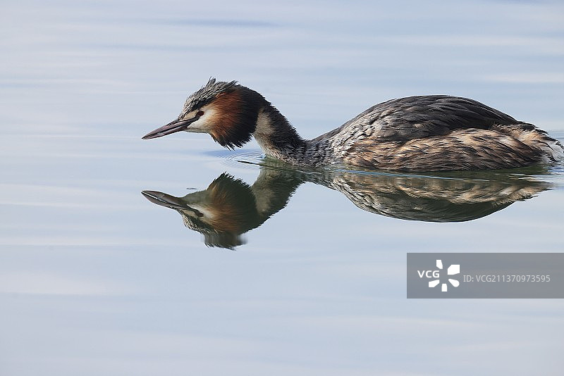 在湖中游泳的雌性绿头鸭图片素材
