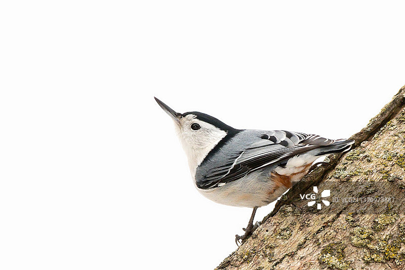 鸣角鸮栖息于树干特写图片素材