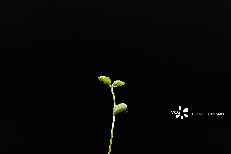 春天豆芽发芽生长图片素材