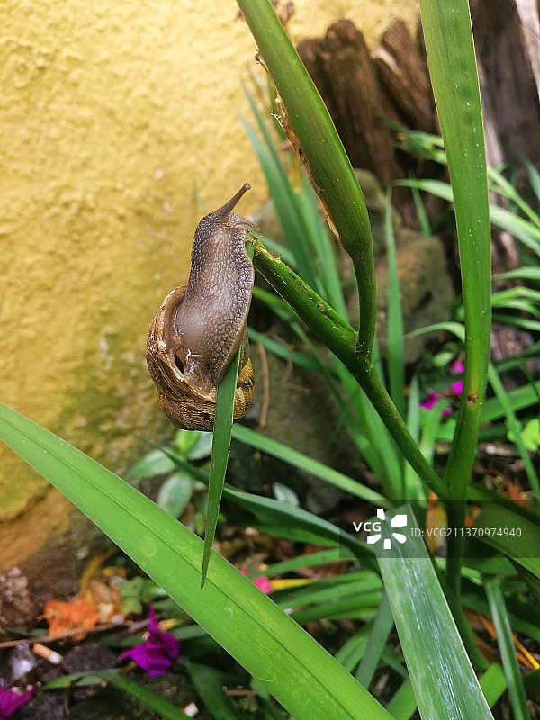 特写：植物上的蜗牛图片素材