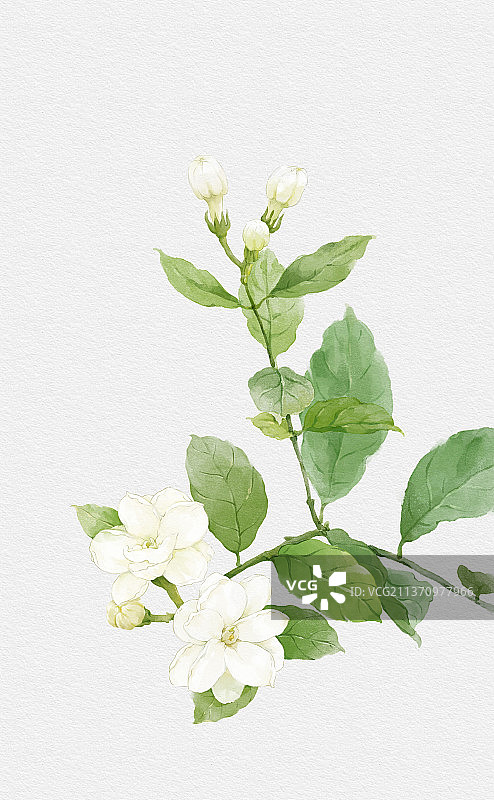水彩茉莉花图片素材