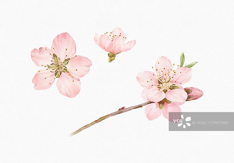 绘画插图桃花图片素材
