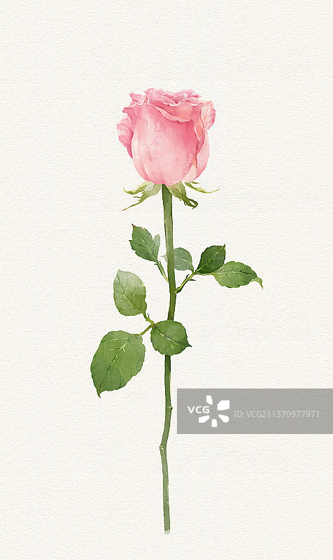 绘画插图玫瑰图片素材