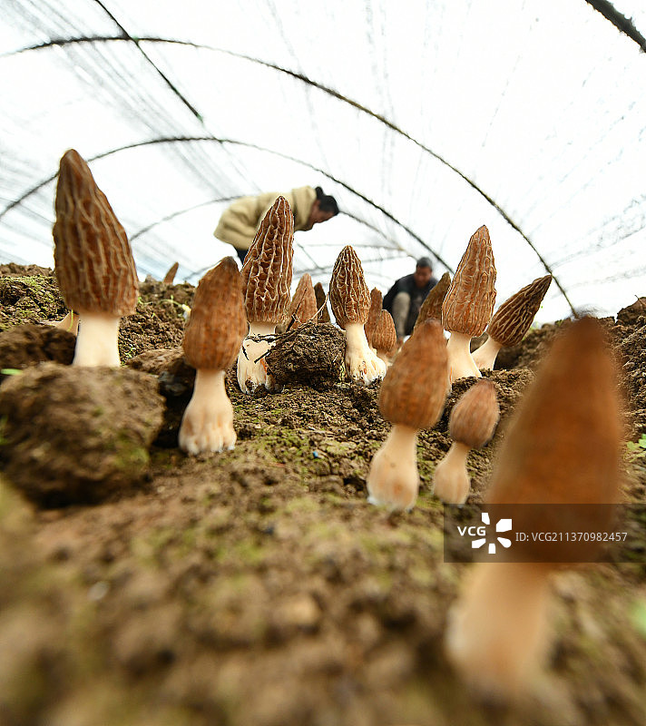 贵州省遵义市现代农业产业园区，羊肚菌种植基地图片素材