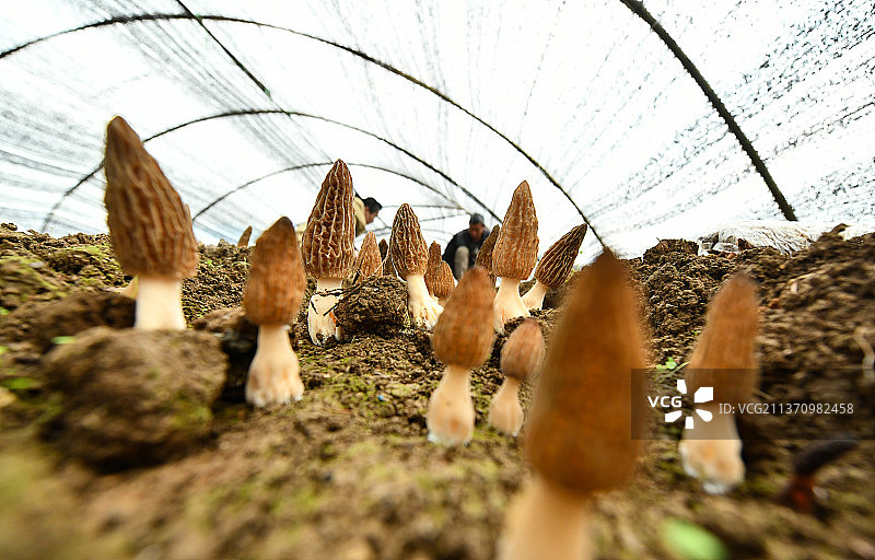 贵州省遵义市现代农业产业园区，羊肚菌种植基地图片素材