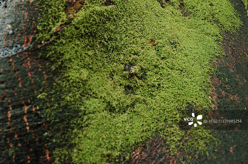 都江堰植物图片素材