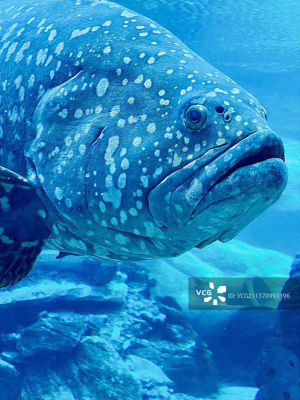 水族箱中的石斑鱼（南非德班）图片素材