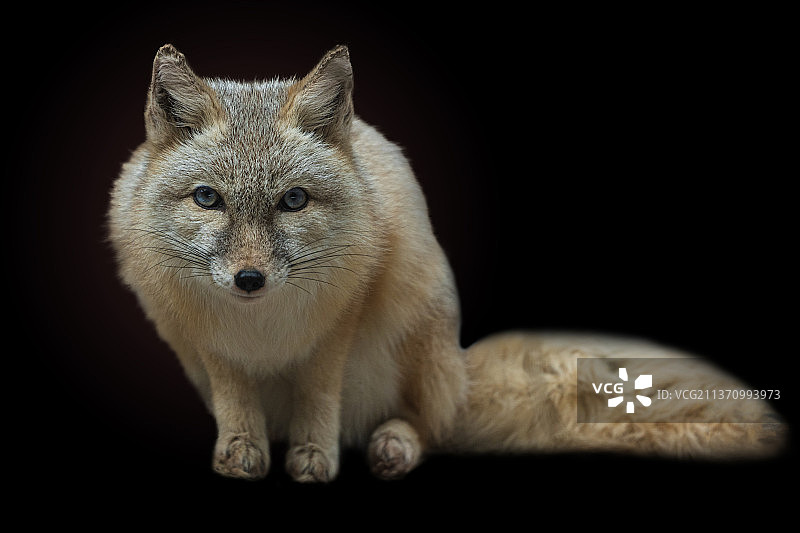 沙狐：红狐坐于黑色背景前的肖像图片素材