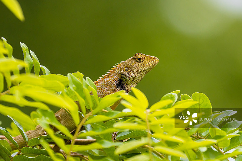 植物上的蜥蜴特写，植物上的变色龙特写图片素材