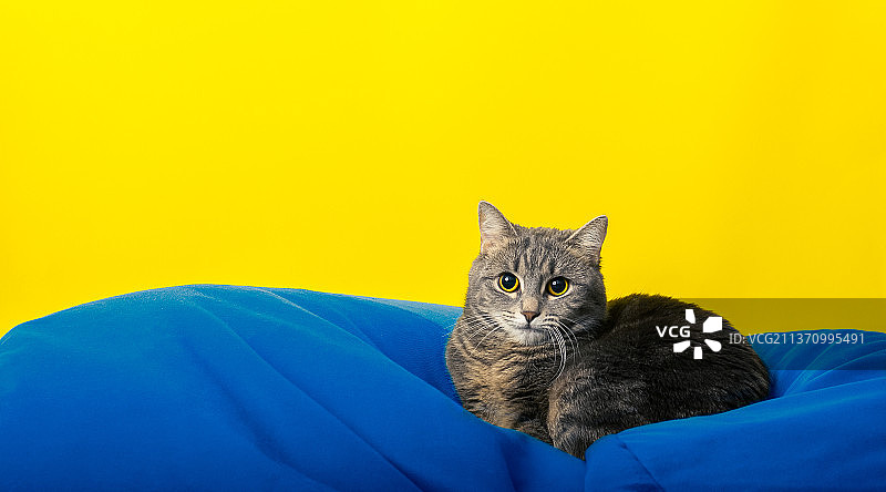 黄色背景下的猫的画像，罗马尼亚图片素材