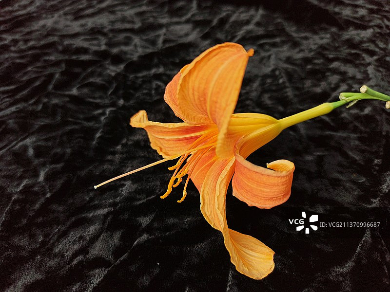 黑色背景上的橙色花朵特写图片素材