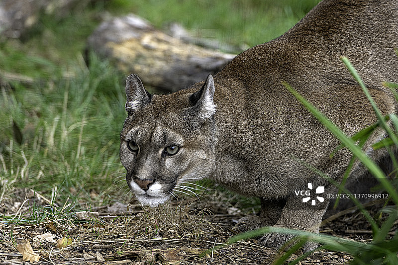 山狮特写，狼站在田野上，英国阿什福德斯马登图片素材