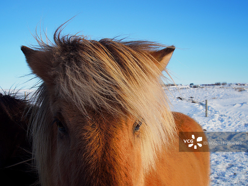 冰岛马特写，冰岛小马与晴朗天空图片素材