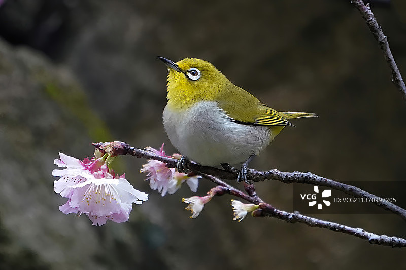 中国台湾绣眼鸟与樱花特写图片素材