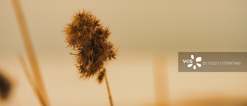 美国密歇根州埃斯卡纳巴，日落时天空背景下的枯萎植物特写图片素材