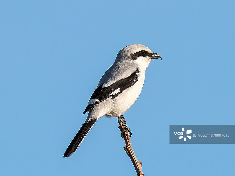 百劳鸟：低角度拍摄的鸣禽，栖息在缆线上，背景是晴朗的蓝天图片素材