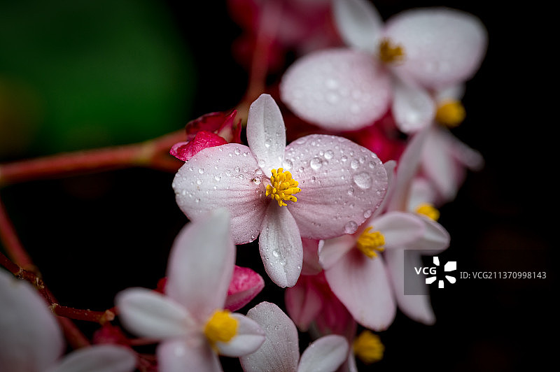 贝壳花特写，悉尼，澳大利亚图片素材