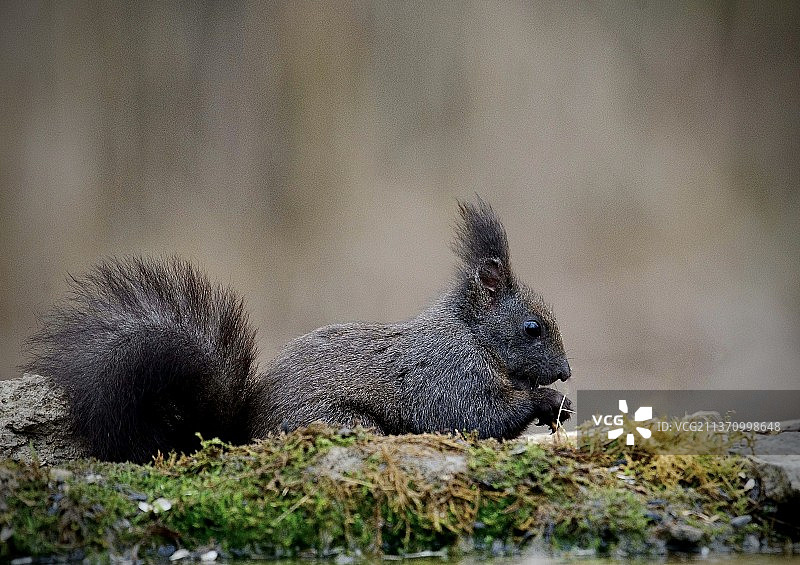欧洲松鼠岩石特写图片素材