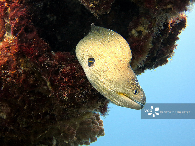 红海海鳝近景，埃及达哈布图片素材