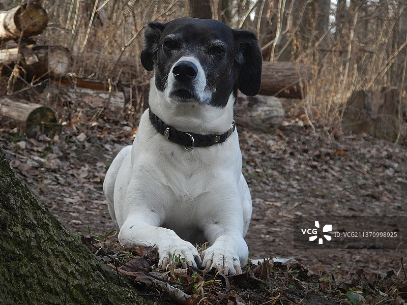 奥菲莉娅肖像，纯种梗犬坐在田野上，奥地利维也纳团结小镇图片素材