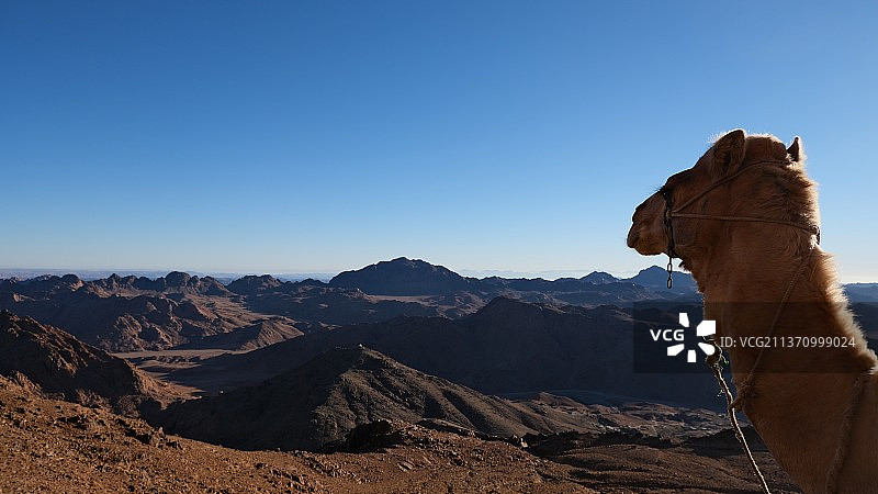 骆驼与沙漠，马匹在山上的侧视图，埃及西奈半岛图片素材