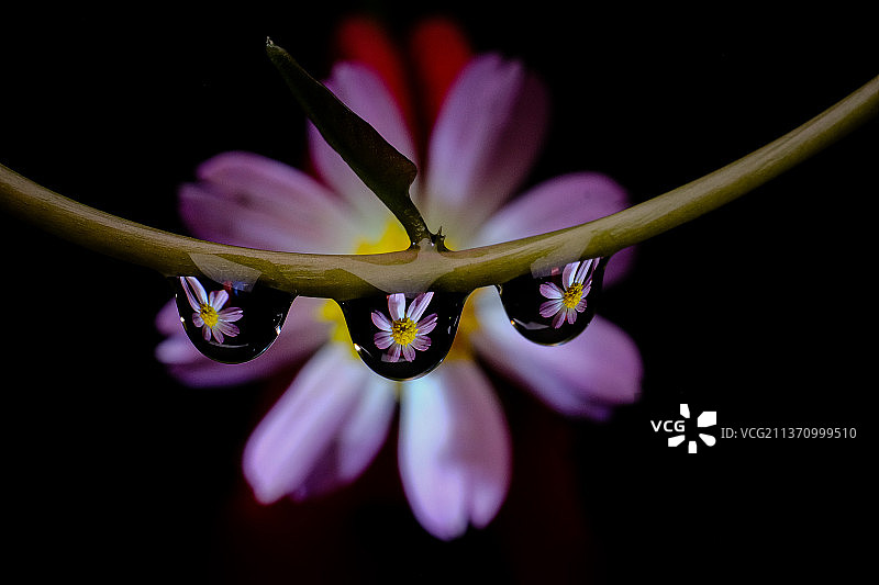 雏菊背景上沾有露水的树枝，印度尼西亚，塔西克马拉亚图片素材