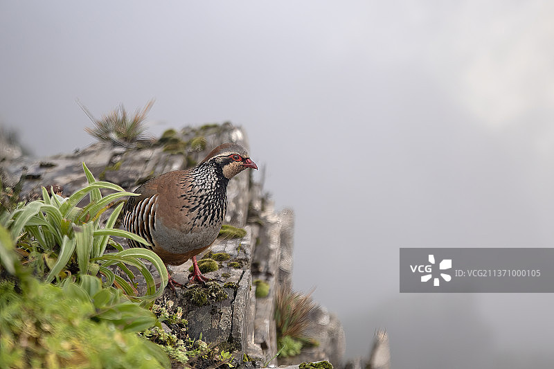 红腿石鸡，栖息在岩石上的鹧鸪特写，葡萄牙鲁伊沃峰图片素材