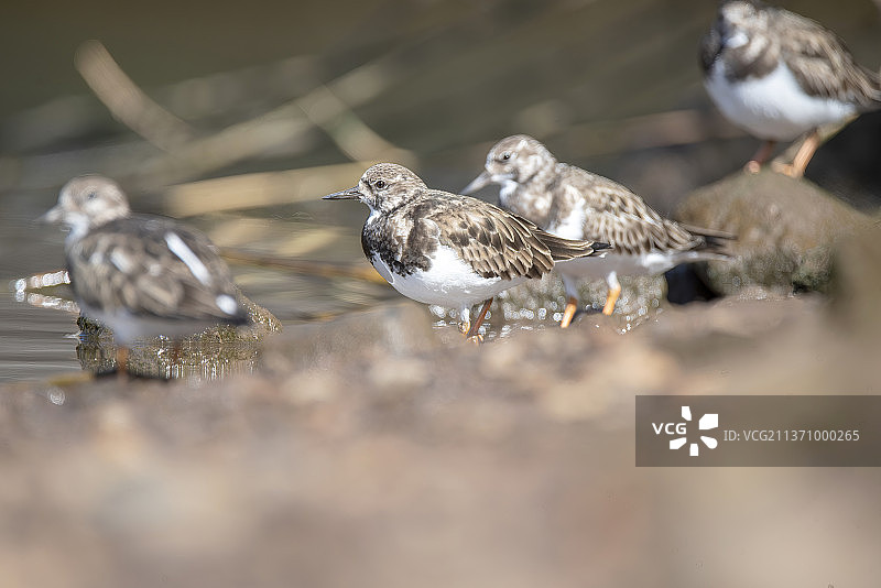 在葡萄牙蓬塔杜索尔的拉戈阿杜卢加德拜索，栖息在木头上的石鹬鸟类特写图片素材