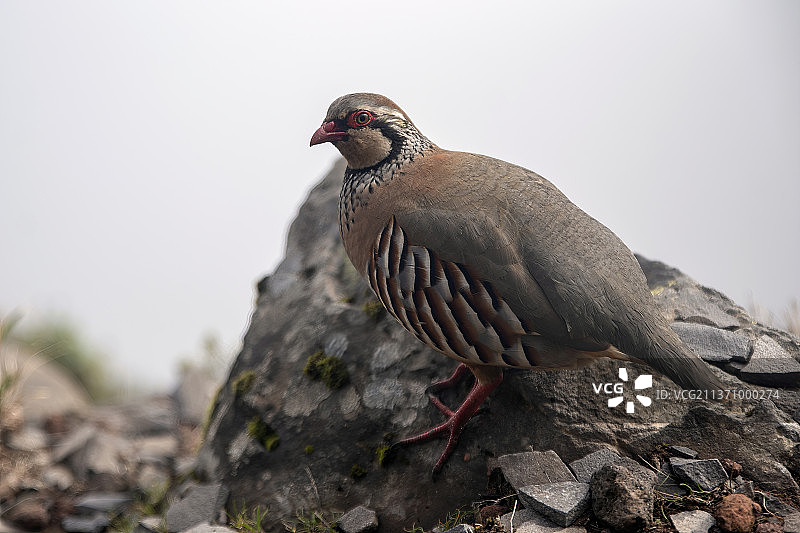 红腿石鸡，栖息在岩石上，葡萄牙鲁伊沃峰图片素材