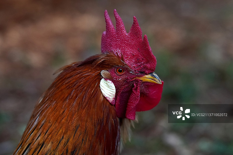 德国公鸡特写图片素材