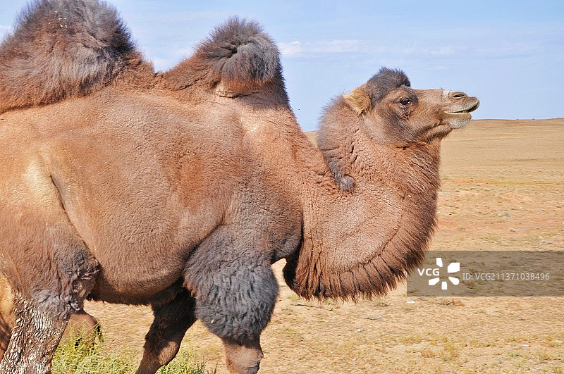 苏尼特双峰驼图片素材