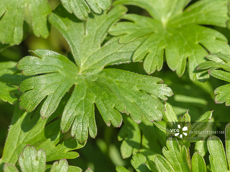 老鹳草图片素材