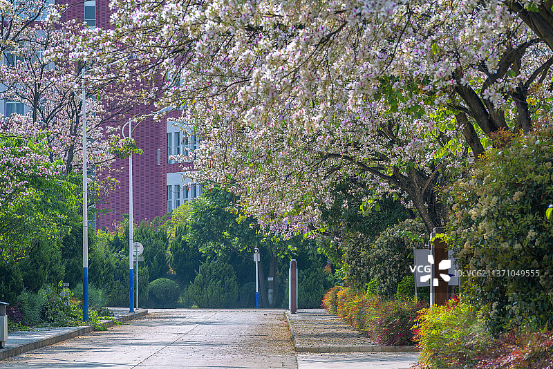春天的学校图片素材