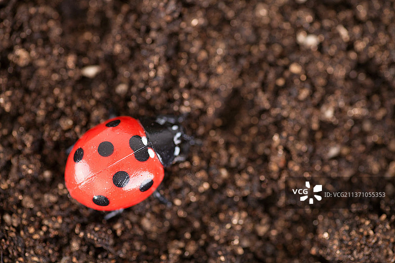 土壤上的七星瓢虫图片素材
