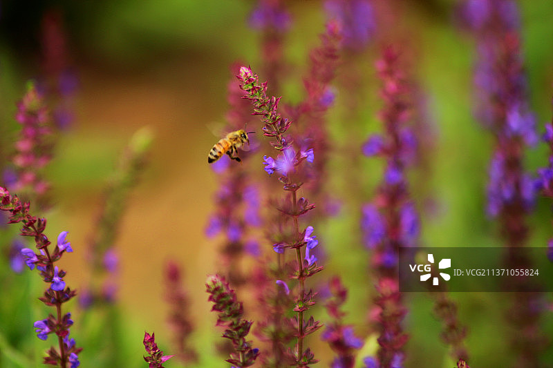 微观世界图片素材