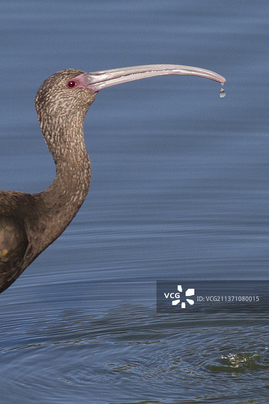 白脸彩鹮饮水特写图片素材