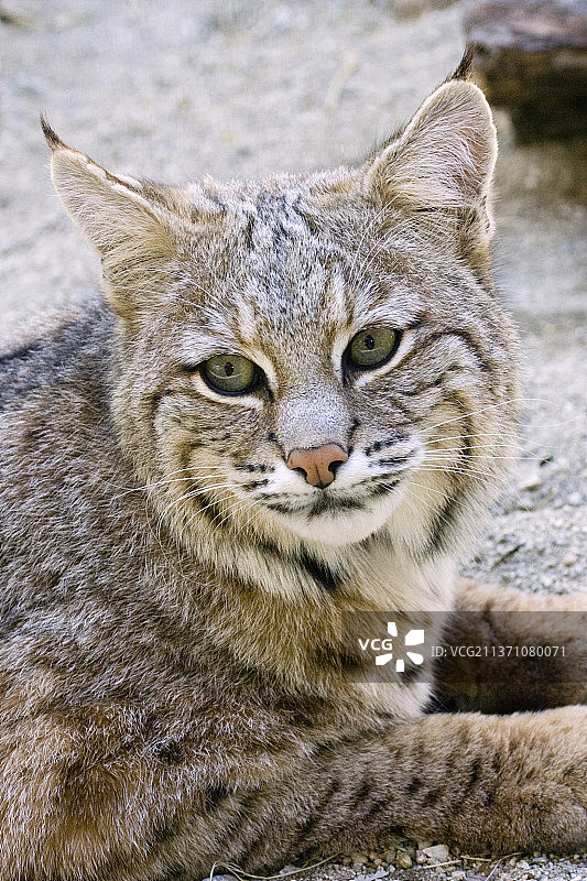 短尾猫特写图片素材