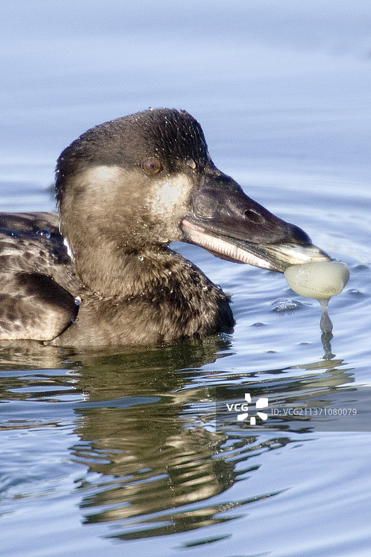 海番鸭雌鸟吃蛤蜊特写图片素材